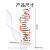 定制DNA双螺旋结构模型大号分子结构模型学生用生命科学教学仪器 DNA双螺旋模型(大号)
