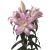 花支蕊带芽香水百合种球百合花种子球根花卉植物盆栽绿植香水百合种球 阳光A白 12+