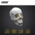 安赛瑞 人体头骨模型 人体白色头骨模型 头颅骨拼装22部件可拆卸模型 美容微整形口腔拼装模型 601528