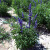 楚颂一串兰花种籽子多年生兰花鼠尾草种子四季蓝色花卉阳台盆栽植物 蓝花鼠尾草300粒