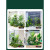 短云仿真绿植造景组合阳台景观布置室内假植物橱窗装饰楼梯拐角造景树 红铁树组合中型造景款