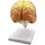动力瓦特 大脑模型 人体大脑解剖模型 脑功能区域色分模型 病理脑模型 