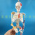 85cm人体骨骼模型骨架人体模型 成人小骷髅教学模型 脊椎全身模型 D款:85CM悬挂式骨骼带椎间盘神经