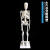 山顶松 人体骨骼模型 骨架人体模型 成人小骷髅教学模型脊椎全身 85CM立式着色椎间盘神经附韧带 1副 