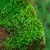 素蜜苔藓微景观精品植物水陆鱼缸假山造景青苔绿植盆景盆栽白发藓草皮 短绒藓138cm5盒 人工培育
