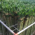 清韵伊人多头粗杆龙竹带根节节高富贵竹水培植物转运竹荷花观音竹水养 45厘米-6支