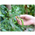 益美得 WYQ0189 摘菜工具农用剪菜掐尖采摘机手套铁指甲拇指刀手指摘菜器