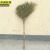 京洲实邦 1.5米竹子扫把 高粱扫把小帚笤帚手工棕扫帚植物清洁JZSB-9026