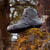 LOWA德国战术靴户外防水中帮登山徒步鞋ZEPHYR GTX TF男女款L310537 狼灰色 42 男