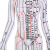 子彧（ZIYU） 硬模型 中医经络图针灸人体穴位模型全身男小人铜人纯铜超清晰刻字 白色高清男模型（60cm）