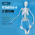 45CM 85cm人体骨骼模型 全身骨架模型成人小骷髅教学模型脊椎模型 45CM人体骨骼（无神经）