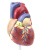ENOVO颐诺 1:1人体心脏模型B超彩超声医学心内科心脏解剖模型心血管冠状动脉心脏介入教学模型