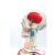 FACEMINI JR-01 85CM附半边肌肉起止的骨骼(标数字）人体骨骼模型医药展示器材 2个