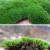 广陵散瑰季园艺 假山草苔藓种子孢子盆景青苔上水石吸水石子花 微星星藓孢子41克