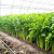 中科茂华蔬菜种子PS-1西芹种子黄绿色不空心芹菜种子高产抗病基地种植大芹菜种子100克