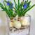5颗水培葡萄风信子方玻璃瓶套装种球根耐寒植物秋冬花卉水养百合 葡风5颗 白色丽人 圆玻璃瓶+白卵石