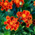 花支蕊重瓣孔雀草种子万寿菊种子野花组合花种籽子四季种开花草室外庭院 橘红色 2000粒+肥料
