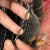 加厚网养殖网玉米鱼塘养鸡围栏塑料网防护栅栏网网圈地圈黑胶围栏 250克2.0厚1.2*50米30斤