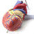 皖天煜安QLT-0400_1:1自然大人体心脏模型解剖医学教学_两部件_磁性吸附数标47CPST 1:1心脏模型带磁-47数标