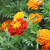花支蕊重瓣孔雀草种子万寿菊种子野花组合花种籽子四季种开花草室外庭院 橘红色 2000粒+肥料
