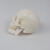 FACEMINIQT-84 标数字骨缝线头颅 20*14.5*17.5CM 医学人体头骨模型 1