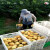 40斤大塑料框周转筐长方形加厚蔬菜水果箱运输鸡蛋筐收纳筐子 装10斤长38宽24.5高20厘米