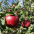 格沃斯（GEWOSI）正宗大连老红玉苹果新鲜水果时令生鲜酸苹果 5斤 3斤11-13个 个头偏小