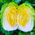 神禾鸡蛋黄大白菜种子黄心白菜籽冬储夏季种植 金黄白白菜种子 10g/春秋用
