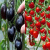 花中酷  黑珍珠番茄黑番茄种子紫番茄籽水果四季阳台盆栽西红柿蔬菜种孑 黑色+红色小番茄各一包