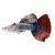 墨之瑶孔雀鱼活体热带鱼纯种观赏鱼莫斯科天空蓝大耳孔雀宠物黄 巴西红扇2对+1对备损【繁殖组】