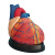 人体心脏模型心脏搭桥模型心内科心脏解剖教学模型自然大心脏 2.5倍心脏(49个标识)