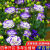 鑫意洋桔梗花种子四季播种易成活开花室内室外盆栽地栽玫瑰花种子 洋桔梗花种子暗紫1000粒+肥料1包