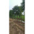 语墨乌桕树苗红叶庭院别墅绿化植物乔木工程景观苗木菩提树苗 根茎10厘米 其他