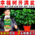 幸福树专用颗粒肥料花肥绿叶盆景盆栽营养液黄叶室内绿植施肥养护 幸福树专用颗粒肥【英国新配方】 200克1瓶