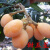 镜之月批杷苗枇杷果树苗木水果中的精品果树五星批把苗 甜五星四年苗 70厘米(含)-79厘米(含)