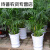 夏威夷竹子盆栽四季常青绿植客厅室内净化空气大型植物吸甲醛花卉 不含盆 50-70厘米5颗
