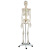 成人男性骨骼附脊神经和颈动脉全身人体骨骼骨骼教学器材