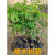 绿中蕊格木树苗珍贵复绿树种广西格木苗斗登凤常绿名贵树铁木树苗 格木苗 30-40CM 其他