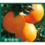 桃李村脐橙新鲜橙子当季水果手剥橙整箱生鲜团购送礼 5斤