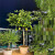 仟草集柠檬树盆栽绿植大型室内客厅植物阳台花卉 柠檬树约1.4-1. 柠檬树约1.5-1.6米白色圆柱盆