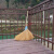 竹扫把 竹扫把农村老式竹丝扫帚笤帚户外庭院环卫通用大扫把扫院子JYH 布扎嫩竹丝 长1.5米宽60厘米