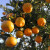 可橙可甜 四川蒲江椪柑净重5斤单果果径60-70mm
