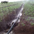 安赛瑞 喷水带 农用滴灌带塑料软管微喷带喷灌带大棚灌溉直径32mm壁厚0.4mm100米 27085