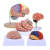 鸣固   脑模型脑功能区域色分模型 人体大脑解剖模型 人脑动脉构造脑神经模型 色分脑-整体