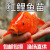 大品种兴国红鲤鱼荷包可食用可观赏淡水养殖活体包活 红鲤鱼 9-12厘米5条