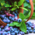 稔秋蓝莓苗当年结果蓝莓树阳台盆栽地栽南北方种植带原土发货 黑珍珠【全国种植】 4年苗【当年结果】