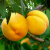 九牛山黄桃水果水蜜桃子蒙阴当季应季时令鲜果净重4.5斤装 源头直发