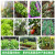 镜之月30款家庭四季蔬菜种子套餐 原厂包装 常规蔬菜种子大全庭院 18款原装家庭蔬菜种子