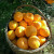 可橙可甜 四川蒲江椪柑净重5斤单果果径60-70mm