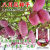 野生八月瓜种子特色紫果八月瓜树庭院爬藤植物食用水果八月炸种籽 八月瓜种子/10粒X5袋